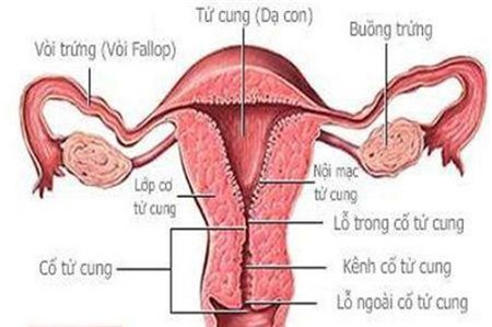 Các loại thực phẩm đặc biệt có lợi cho buồng trứng khỏe mạnh 1