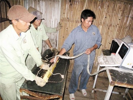 Siêu âm tìm cá tầm
cái cho trứng.