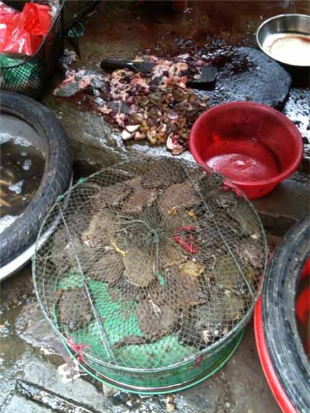 Thực phẩm TQ liên tục 'gây bão', Thị trường - Tiêu dùng, thuc pham ban, ca tam TQ, ech TQ, ca tre TQ, thit bo TQ gia Uc My, noi tang ngam hoa chat, can than thuc pham TQ, bat giu, hai suc khoe, doc hai