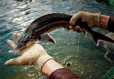 Nuôi cá tầm trên lưu vực sông La Ngà. Ảnh: Kim Sơn