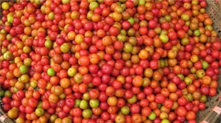 6 thứ quả chua mê mẩn chị em 12