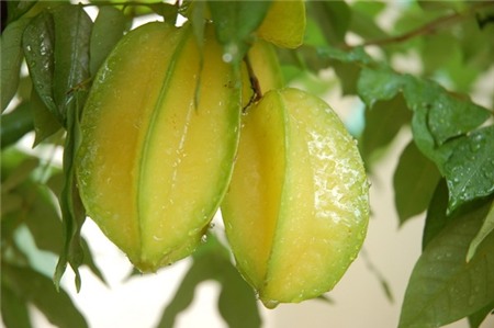 6 thứ quả chua mê mẩn chị em 13