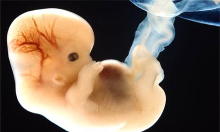 Phôi thai người là nguồn cung cấp tế bào mầm cho giới khoa học. Ảnh: davidson.edu.