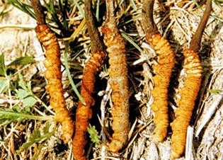 Món ăn thuốc quý từ đông trùng hạ thảo 1