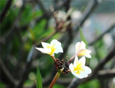 Về đảo Bình Ba hoang sơ tuyệt đẹp - 9