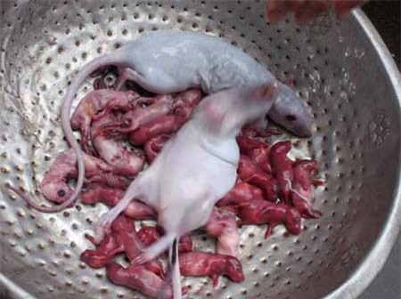 Lợn tai xanh, chuột bao tử, thạch đen, siêu bẩn, Metro, kem Tràng Tiền nhái, thuốc kích dục