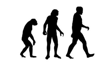 loài người, tiến hóa, vượn, khỉ đột châu Phi, động vật linh trưởng