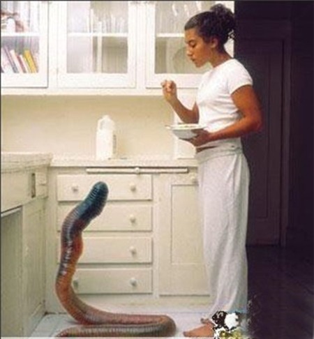 Kỳ quặc cô gái nuôi giun khổng lồ dài 2m làm thú cưng 1