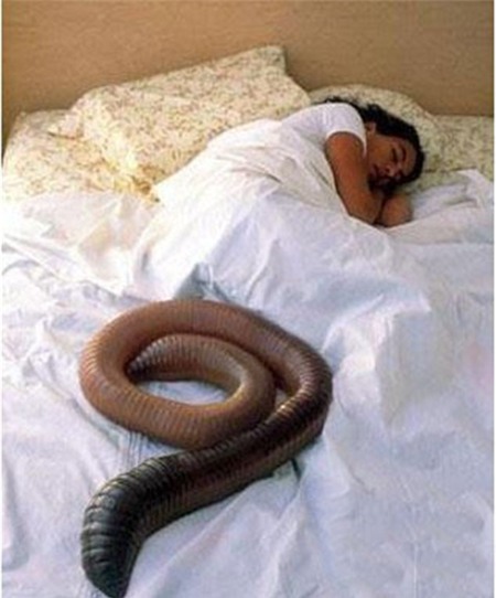 Kỳ quặc cô gái nuôi giun khổng lồ dài 2m làm thú cưng 2