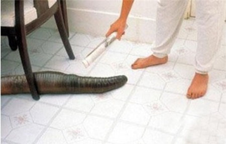 Kỳ quặc cô gái nuôi giun khổng lồ dài 2m làm thú cưng 3