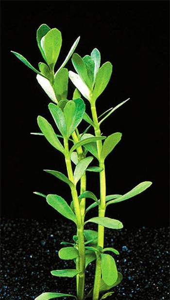 Chợt thèm rau đắng nấu canh, Ẩm thực, canh rau dang, rau dang nau canh, rau dang, rau dang dat, mon ngon moi ngay, nau an, mon ngon, nau an ngon, mon ngon de lam, am thuc viet nam, day nau an, mon an ngon, mon ngon cuoi tuan, mon an hang ngay,day nau an ngon, nau an moi ngay, nau an ngon moi ngay, am thuc viet, am thuc