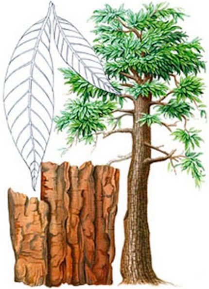 Độc tố 'chết người' phía sau thần dược phòng the của thổ dân Châu Phi 2