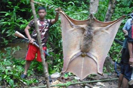 Philippines: Dơi khổng lồ to bằng đứa trẻ con 1