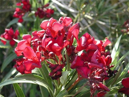Đề phòng cây cảnh độc - 1
