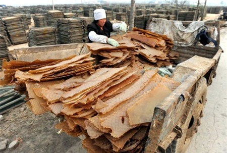 khúc bạch, bẩn, chè