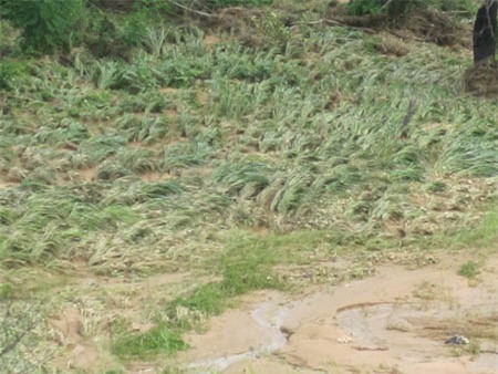 Hoa màu của người dân bị dòng nước tàn phá