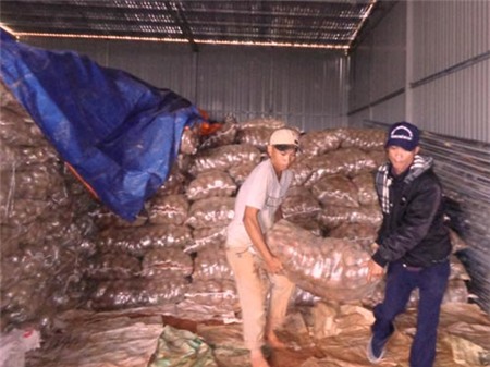 Cơ quan chức năng đem 26 tấn khoai tây hồng Trung Quốc nhiễm chất độc hại đi tiêu hủy