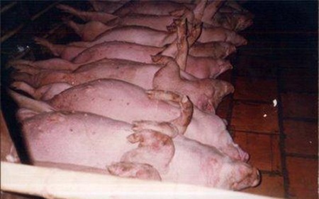 tăng trọng, gà, lợn, tôm, cá, rau