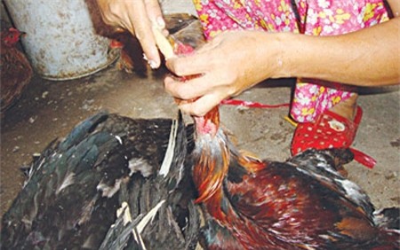 tăng trọng, gà, lợn, tôm, cá, rau