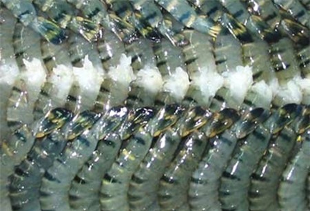 tăng trọng, gà, lợn, tôm, cá, rau