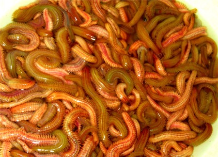 Những đặc sản sâu đầy 'ma lực' của ẩm thực Việt 1