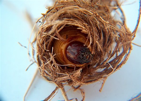 Những đặc sản sâu đầy 'ma lực' của ẩm thực Việt 10