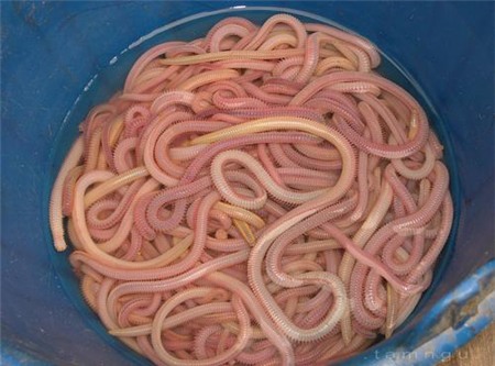 Những đặc sản sâu đầy 'ma lực' của ẩm thực Việt 7