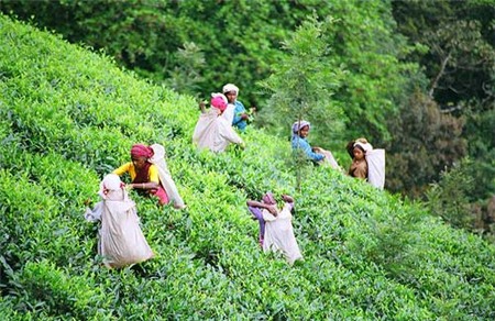 Chu du khắp thế giới thưởng thức trà đạo 5
