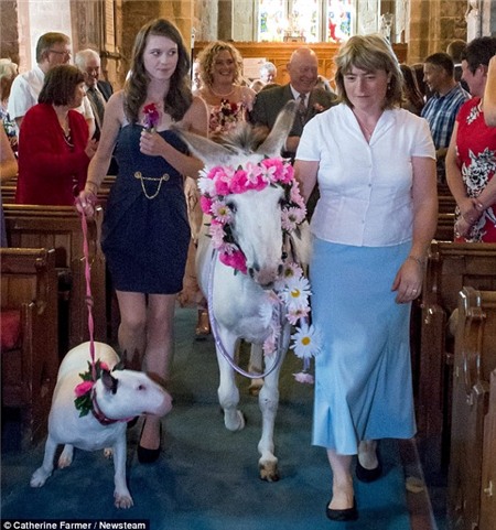 Lễ cưới có một không hai: lừa và chó làm phù dâu  3