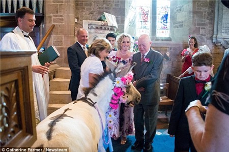 Lễ cưới có một không hai: lừa và chó làm phù dâu  5