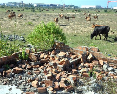 Hàng trăm ha đất từ các dự án bỏ hoang đang trở thành bãi chăn thả bò của người dân ở Khu kinh tế Dung Quất.