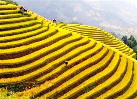 Phượt cung Tây Bắc mùa lúa chín vàng 4