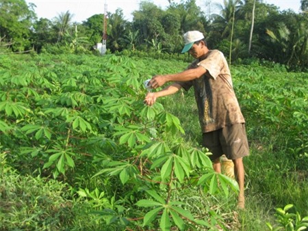 rễ cây, lá cây, thương lái, Trung Quốc, thu mua thu gom, thu nhập