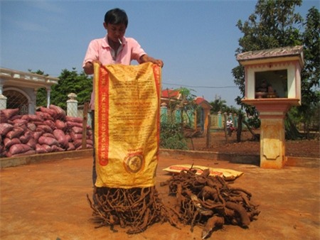 rễ cây, lá cây, thương lái, Trung Quốc, thu mua thu gom, thu nhập