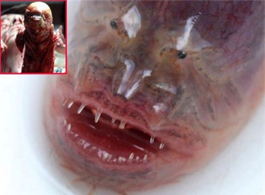 Khuôn mặt của loài lươn lạ khá giống với quái vật ngoài hành tinh (ảnh nhỏ)