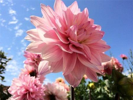 Video giới thiệu về camera trên iPhone 5S: