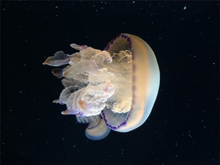 Video giới thiệu về camera trên iPhone 5S: