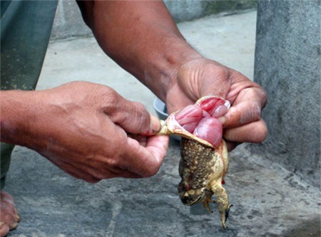 Thịt cóc – Dùng thế nào để tránh ngộ độc? 1