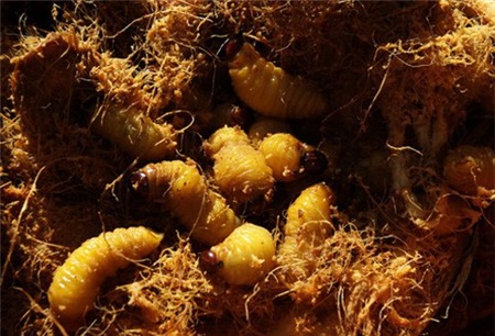 4 loại ấu trùng mê hoặc thực khách Việt 1