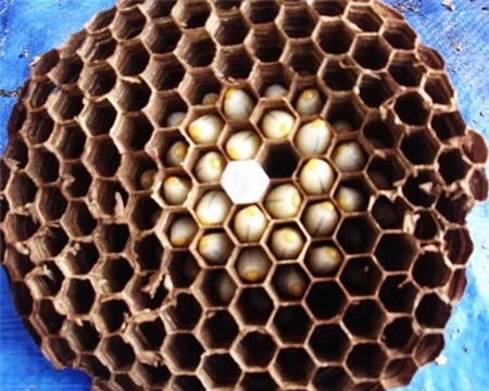 4 loại ấu trùng mê hoặc thực khách Việt 4