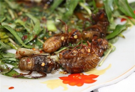 4 loại ấu trùng mê hoặc thực khách Việt 7