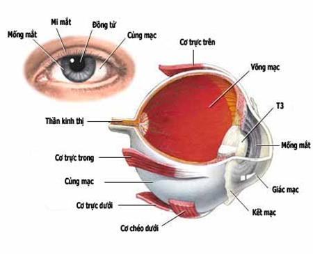 Chủ động ngừa bệnh đau mắt đỏ 2