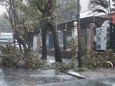 Cây đổ sát Trung tâm Học liệu Huế