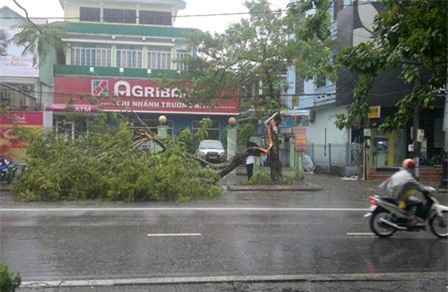 Một cây lớn đổ trên đường Nguyễn Huệ