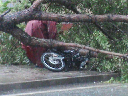 1 xe máy bị cây đè trên đường Lê Lợi.