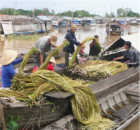 Khai thác bông súng mùa nước nổi tại huyện An Phú (An Giang)