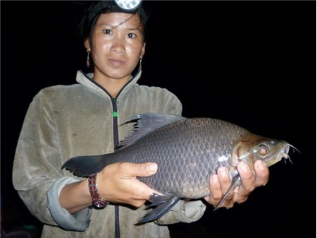 Cá éc mới đánh bắt