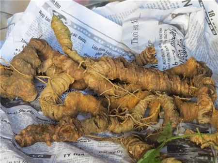 sâm, sâm ngọc linh, giả, nấm linh chi, tam thất, quảng cáo