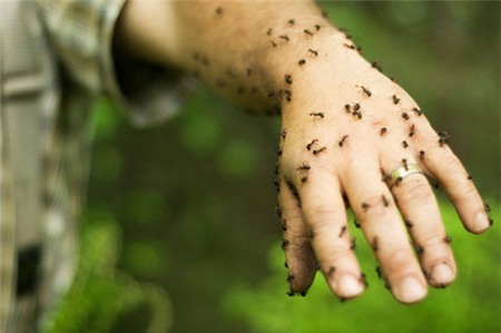 Những loài côn trùng “sát thủ” nguy hiểm nhất thế giới | Côn trùng, Ong, Kiến đốt, Nộc độc, Độc hại, Trung Quốc