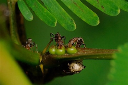 Những loài côn trùng “sát thủ” nguy hiểm nhất thế giới | Côn trùng, Ong, Kiến đốt, Nộc độc, Độc hại, Trung Quốc